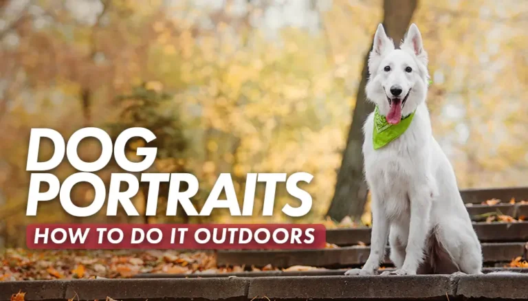 How do set up a dog portrait studio outdoors