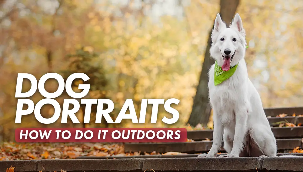 How do set up a dog portrait studio outdoors